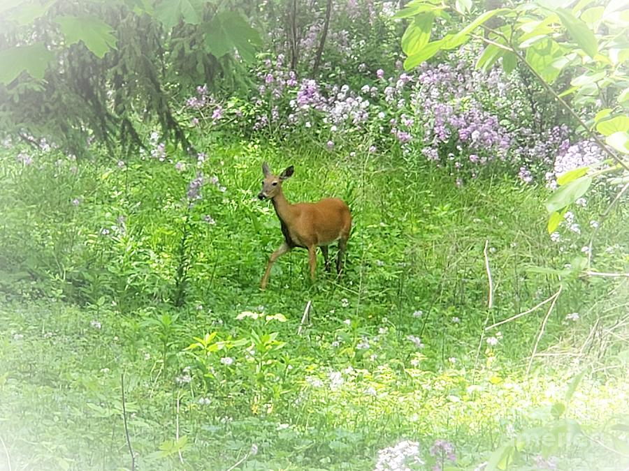 Wisconsin Whimsy - Deer In The Phlox Photograph