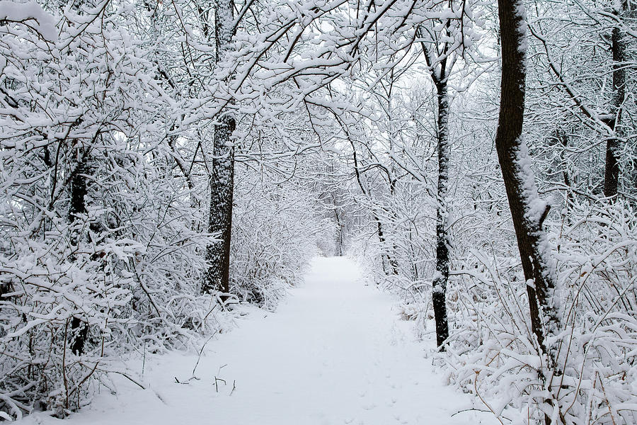 Wisconsin Winter Wonderland Photograph by Gregory Payne - Fine Art America