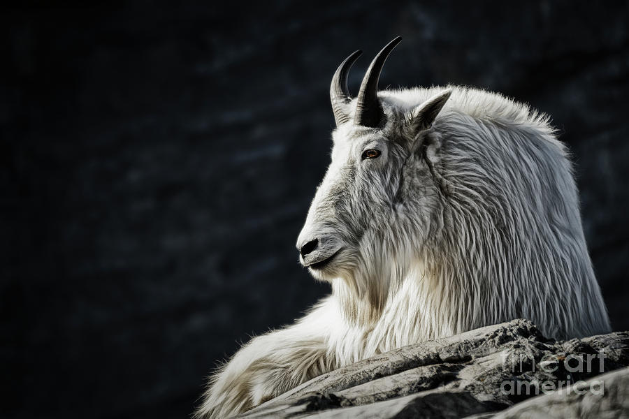 Wisdom From Up High by Brad Allen Fine Art Wisdom From Up High by Brad Allen Fine Art