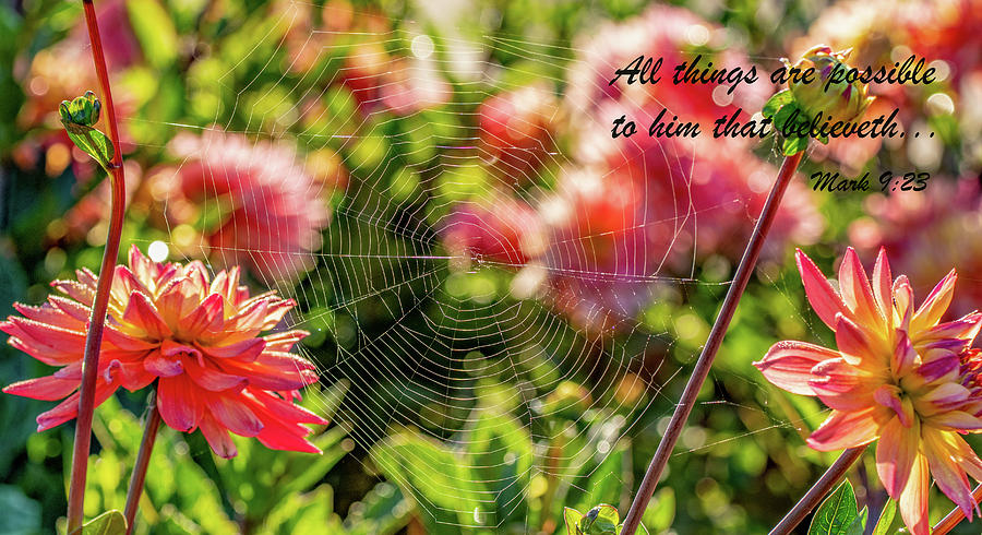 Wisdom in a Spiders Web Photograph by Marcy Wielfaert