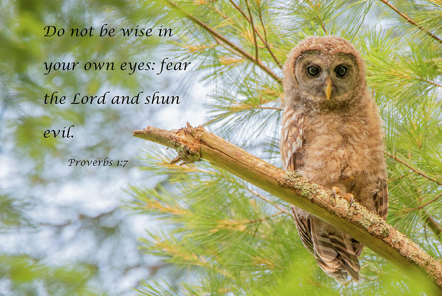 Wisdom by Marcy Wielfaert Wisdom by Marcy Wielfaert