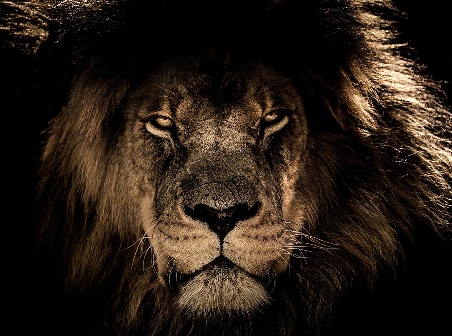 Wise lion Photograph by Top Wallpapers