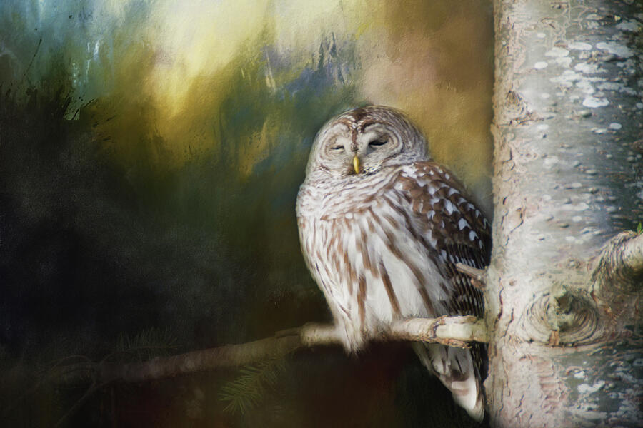 Wise Owl by Marilyn Wilson Wise Owl by Marilyn Wilson