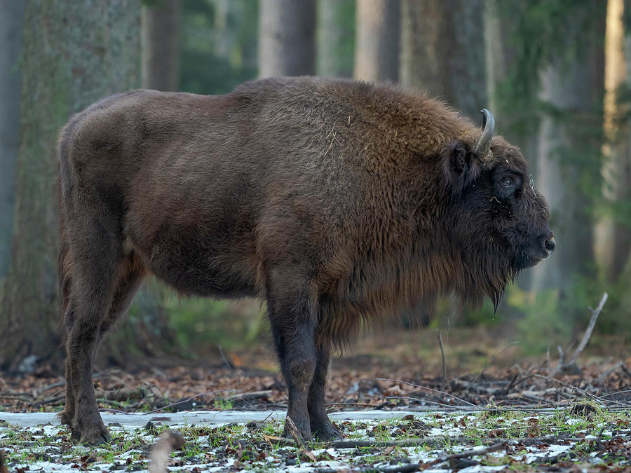 Wisent Or European Bison (bison Photograph by Martin Zwick | Fine Art ...