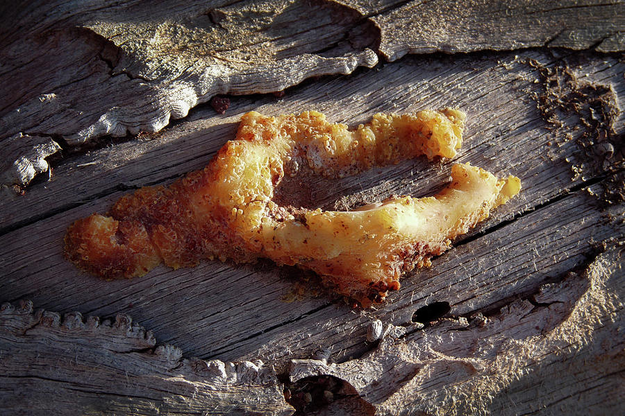 Wishbone Fungus Photograph by Martha Miller
