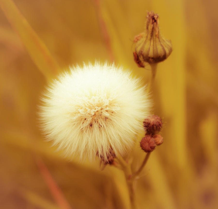 Wishes Ready for Takeoff by Traci Asaurus Wishes Ready for Takeoff by Traci Asaurus