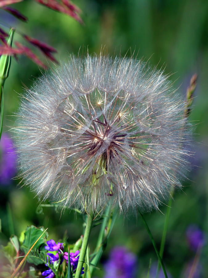 Wishing Flower Photograph by Crystal Massop Fine Art America