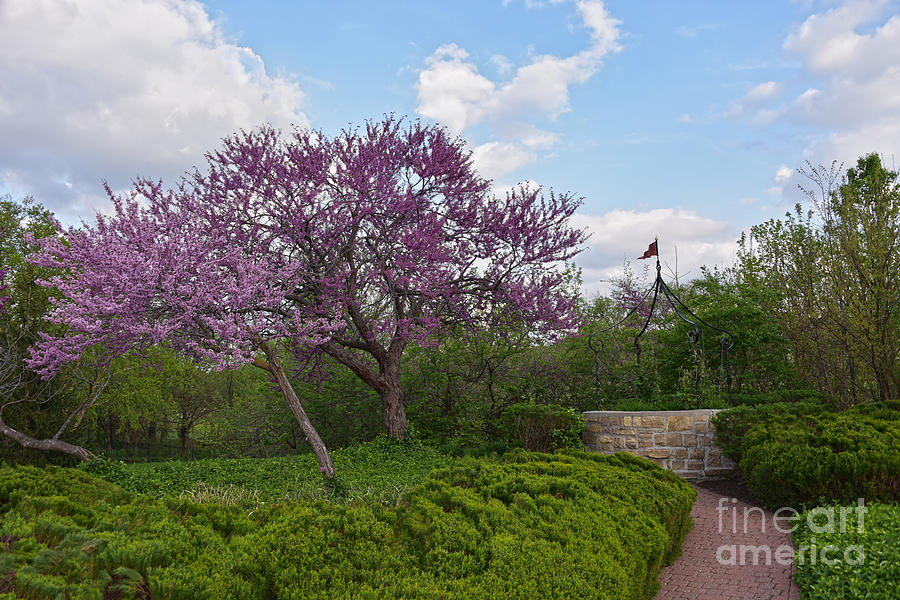 Wishing Well and Red Bud Trees Photograph by Catherine Sherman