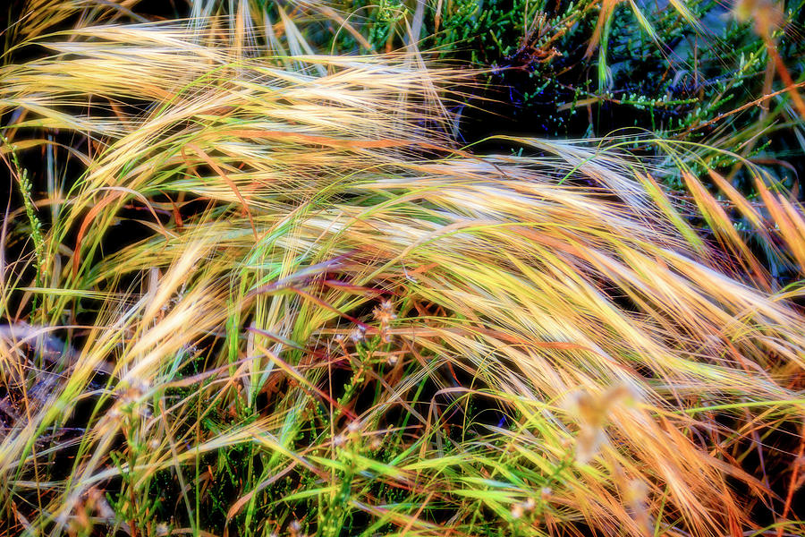 Variegated wisps Photograph by Jay Binkly