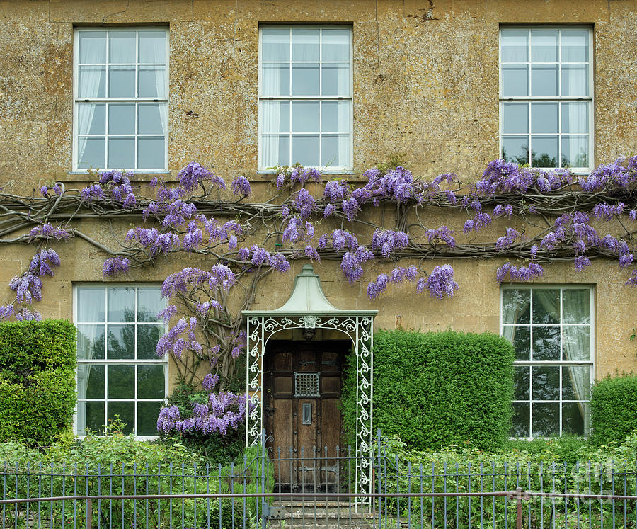 Wisteria Across a Cotswold Stone House  Photograph by Tim Gainey