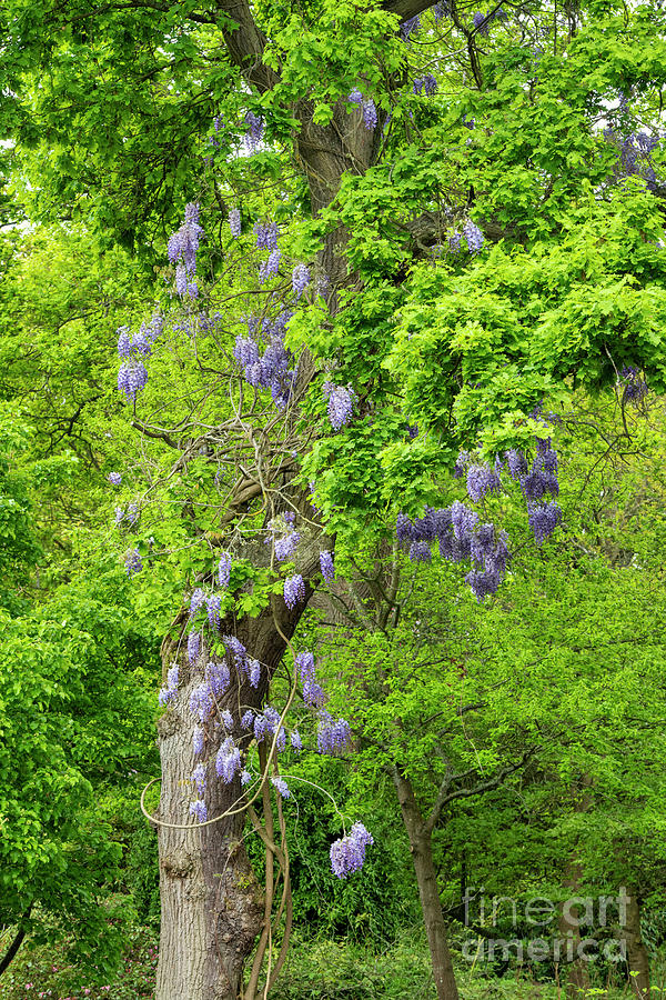 Wisteria and Oak Photograph by Tim Gainey