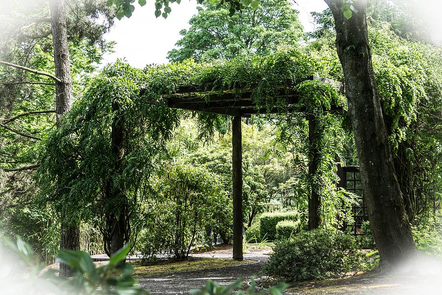 Wisteria Arbor Photograph by Peggy McCormick