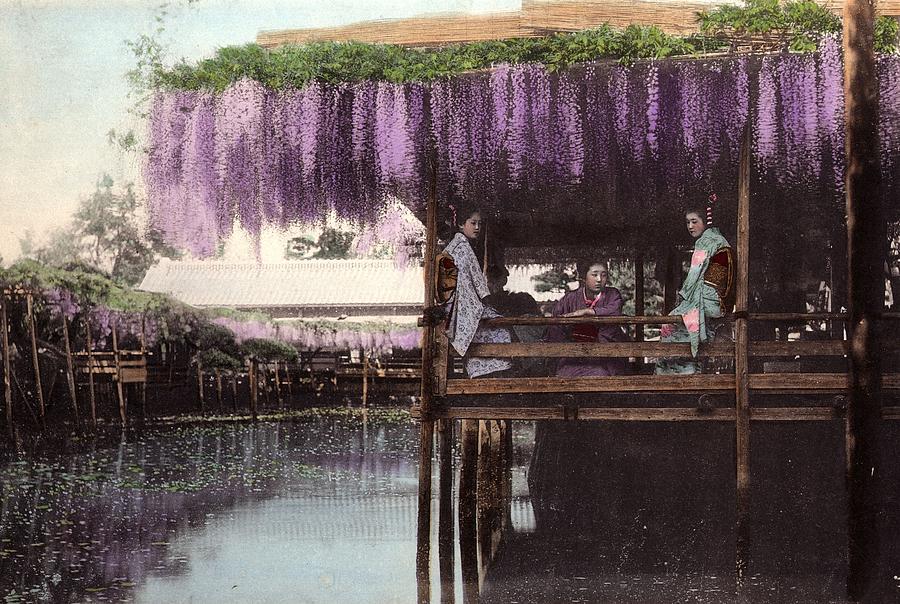Wisteria Arbour Photograph by Spencer Arnold Collection