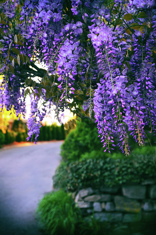 Wisteria at Sunset Photograph by Jessica Jenney