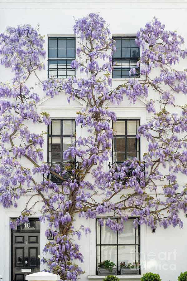 Wisteria in Canning Place Kensington Photograph by Tim Gainey