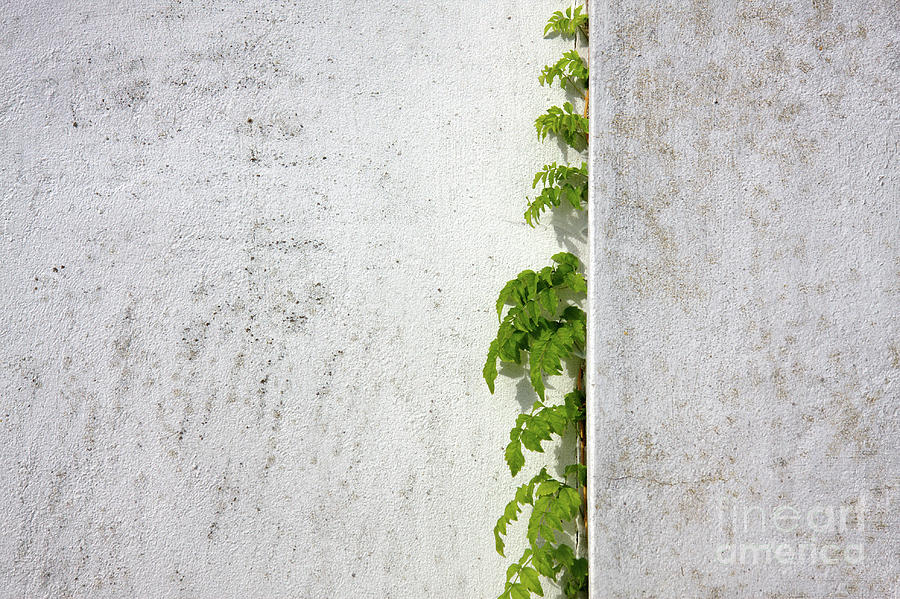 Wisteria climbing plastered wall by Jan Brons Wisteria climbing plastered wall by Jan Brons