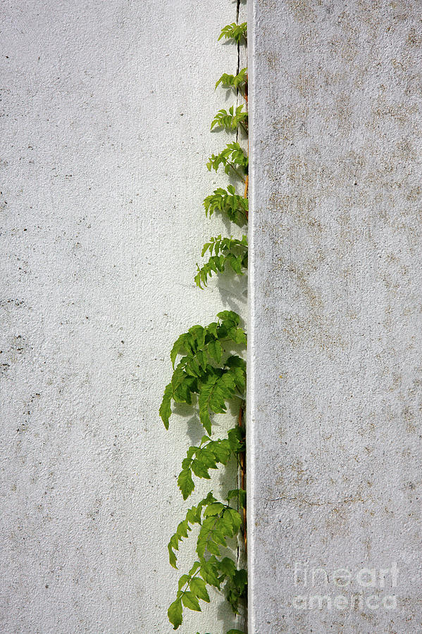Wisteria climbing white plastered wall by Jan Brons Wisteria climbing white plastered wall by Jan Brons