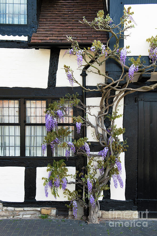 Wisteria Cottage Stratford Upon Avon Photograph by Tim Gainey