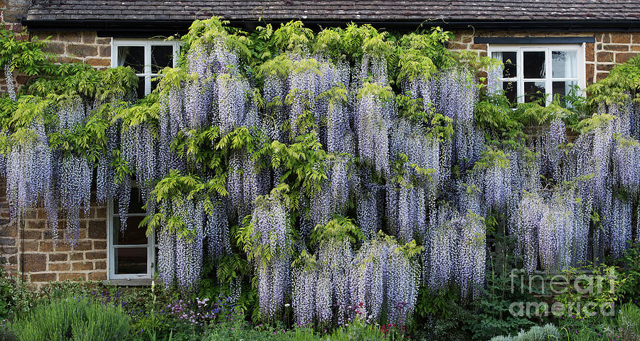 Wisteria Cottage Photograph by Tim Gainey