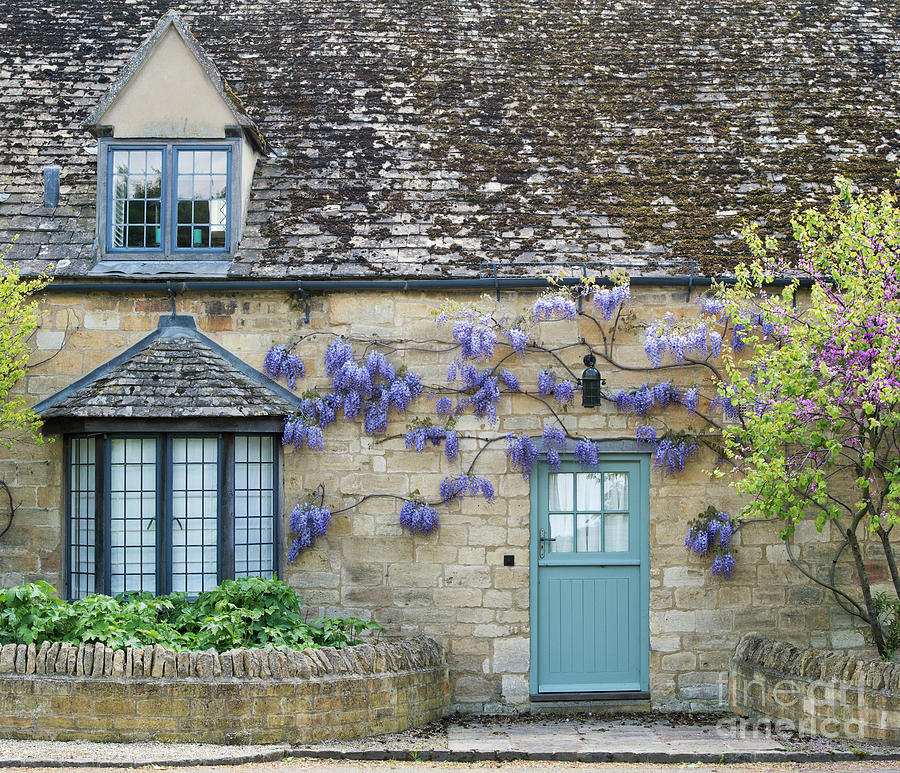 Wisteria floribunda on a Cotswold Cottage Photograph by Tim Gainey Wisteria floribunda on a Cotswold Cottage Photograph by Tim Gainey