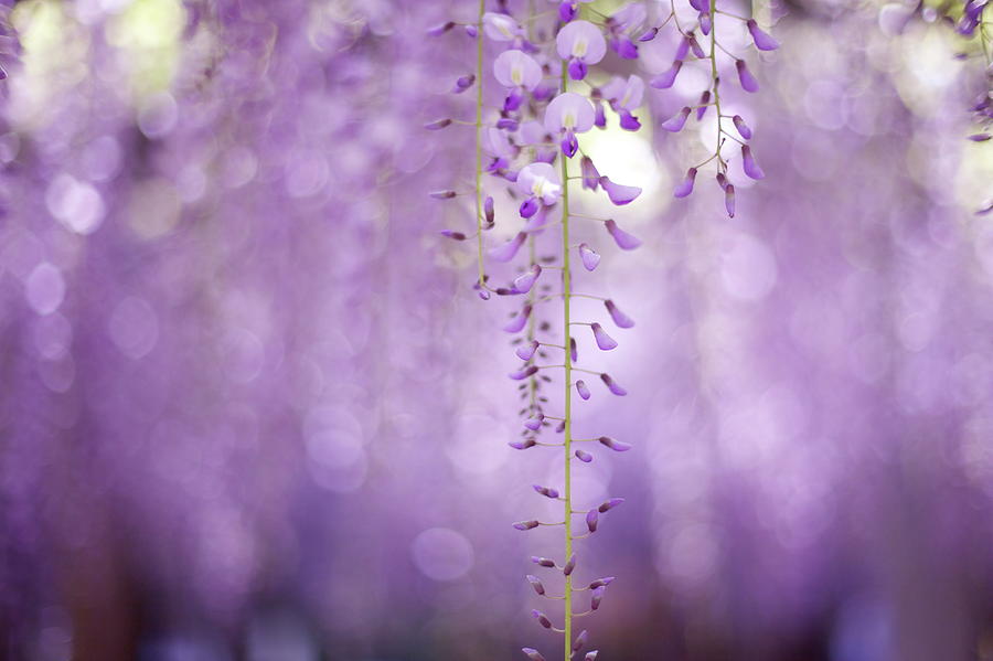 Wisteria Flower Photograph by Cocoaloco