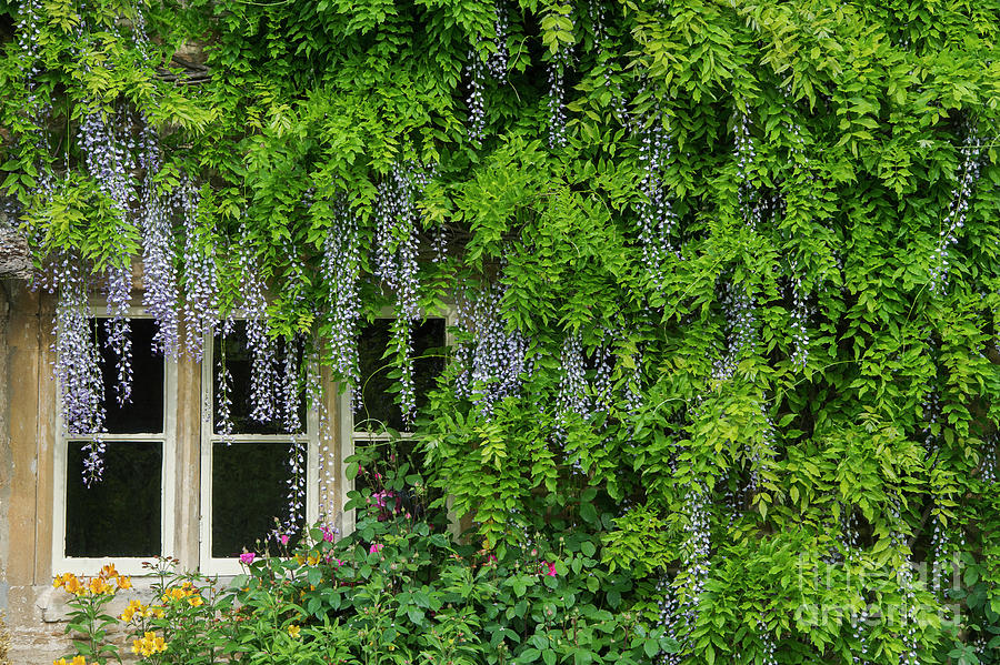 Wisteria Flowering Around a Cotswold Cottage Window Photograph by Tim Gainey