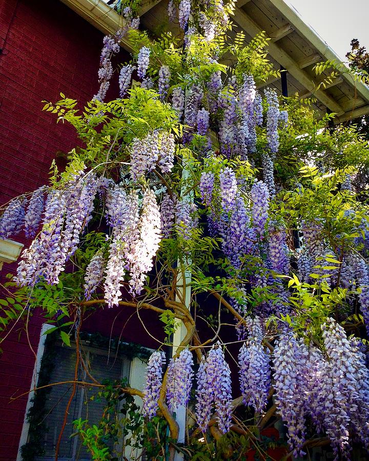 Wisteria House Photograph By Micky Roberts Pixels   Wisteria House Micky Roberts 