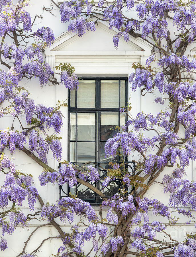Wisteria in Canning Place Kensington London Photograph by Tim Gainey