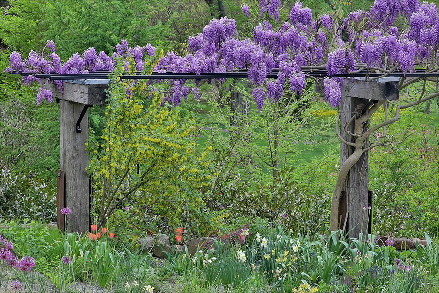 Spring Photograph - Wisteria In Full Bloom On Trellis by Darrell Gulin