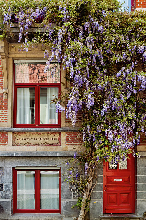 Wisteria in Ghent Photograph by Melanie Alexandra Price