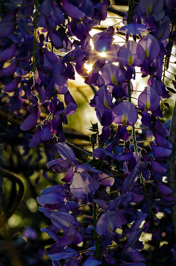 Wisteria in Silhouette by Greg Reed Wisteria in Silhouette by Greg Reed