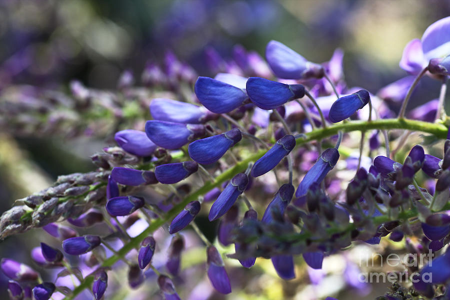 Wisteria In Spring Buds Photograph by Joy Watson