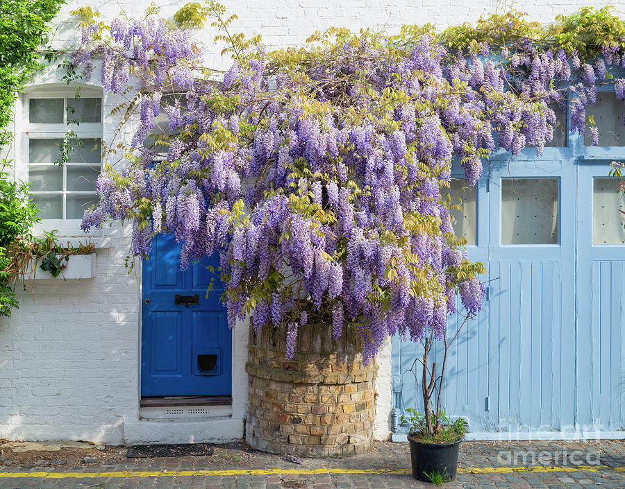 Wisteria in St Lukes Mews Photograph by Tim Gainey