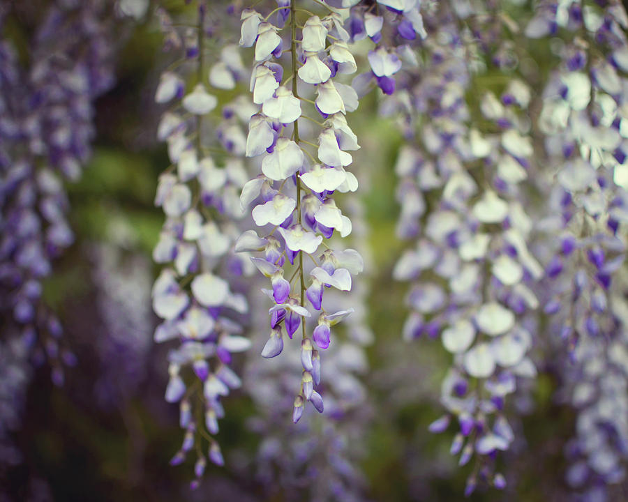 Wisteria  Photograph by Lupen Grainne