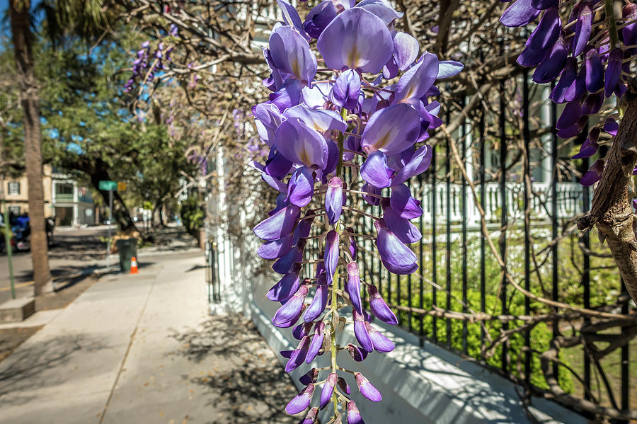 Wisteria on metal garden fence with a street view Photograph by Alex Grichenko