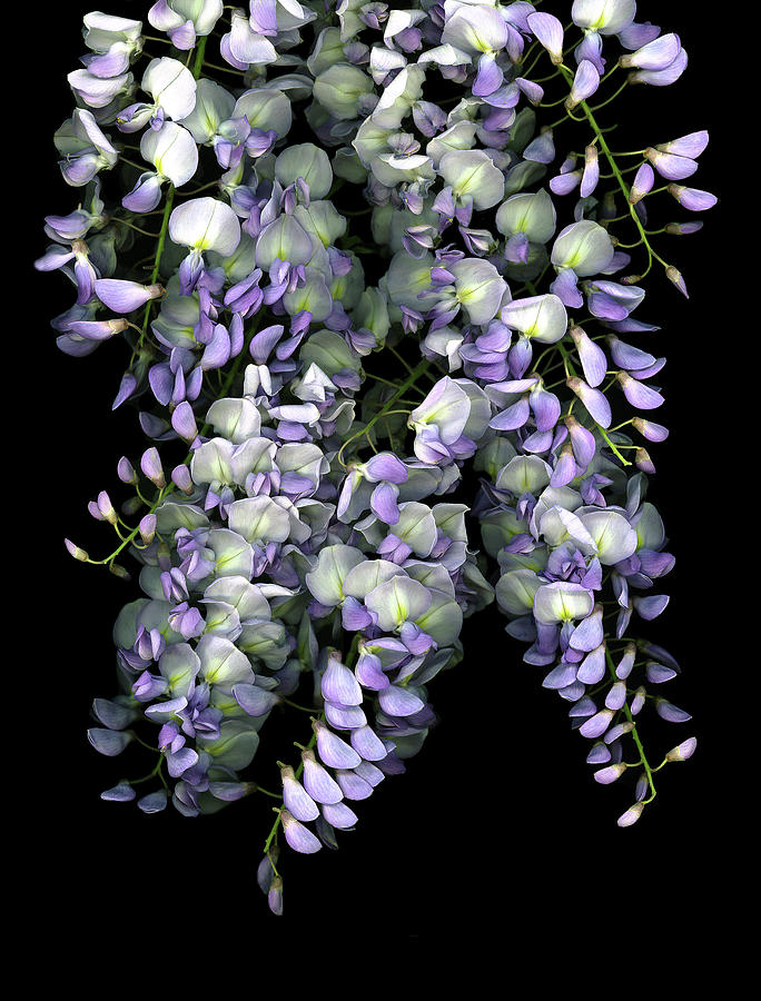 Wisteria Painting by Susan S. Barmon