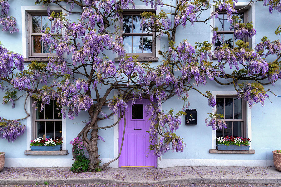 Wisteria Tree House - Inistioge - Ireland Photograph