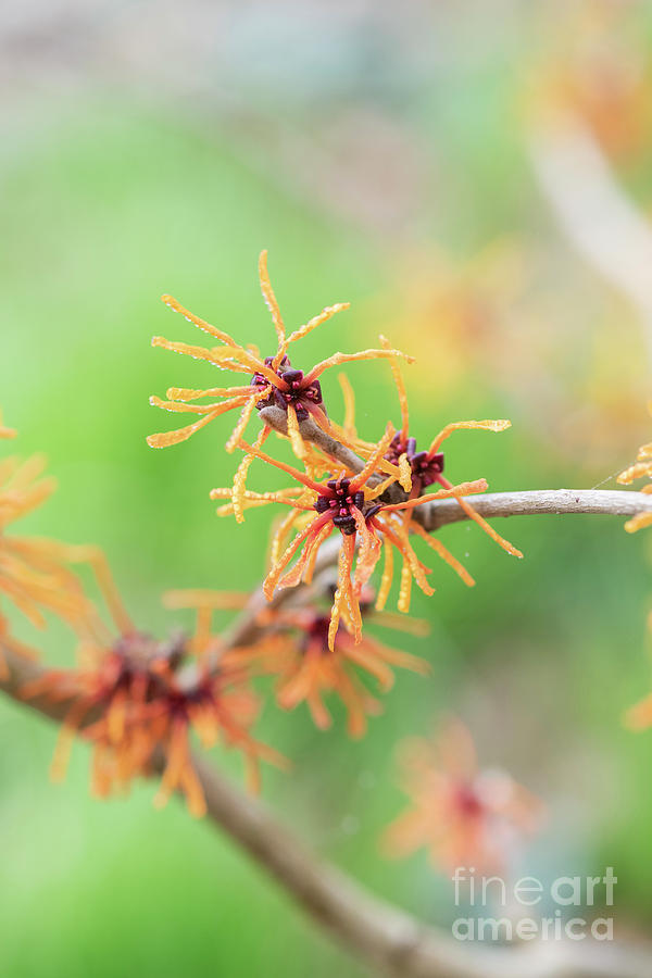 Witch Hazel Aphrodite in Winter  Photograph by Tim Gainey