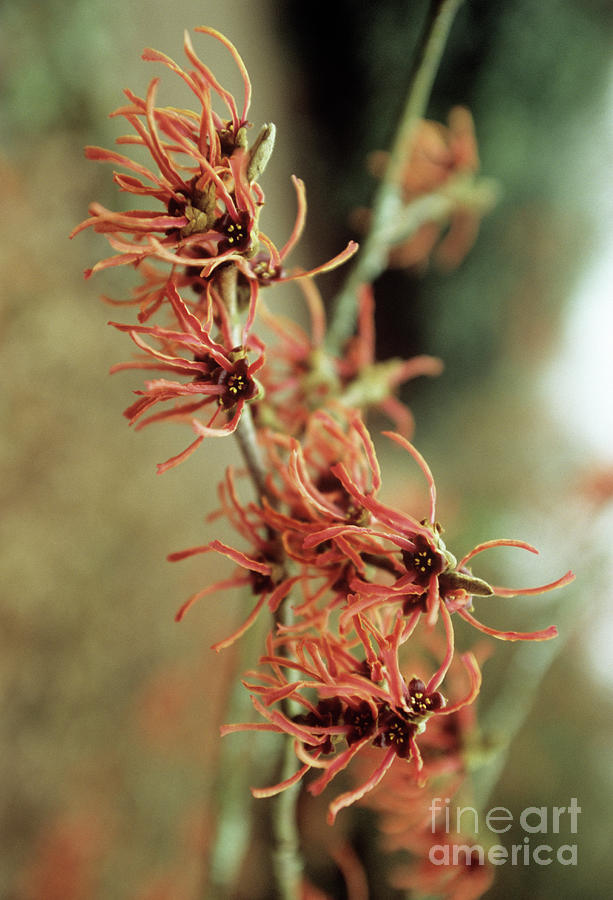 Witch Hazel (hamamelis ruby Glow) Photograph by Mike Comb/science Photo Library