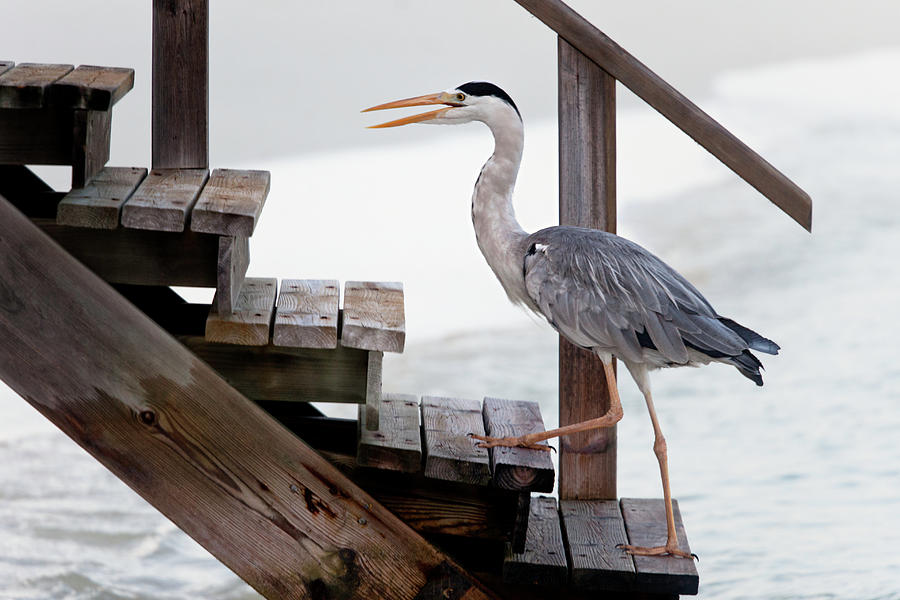 Heron Photograph - With A Firm Step by Michel Guyot