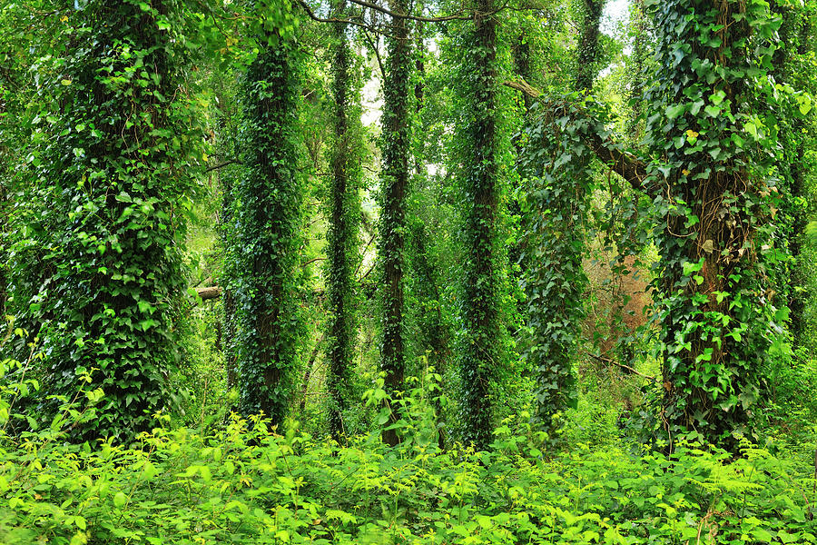 With Ivy Covered Trees Photograph by Raimund Linke