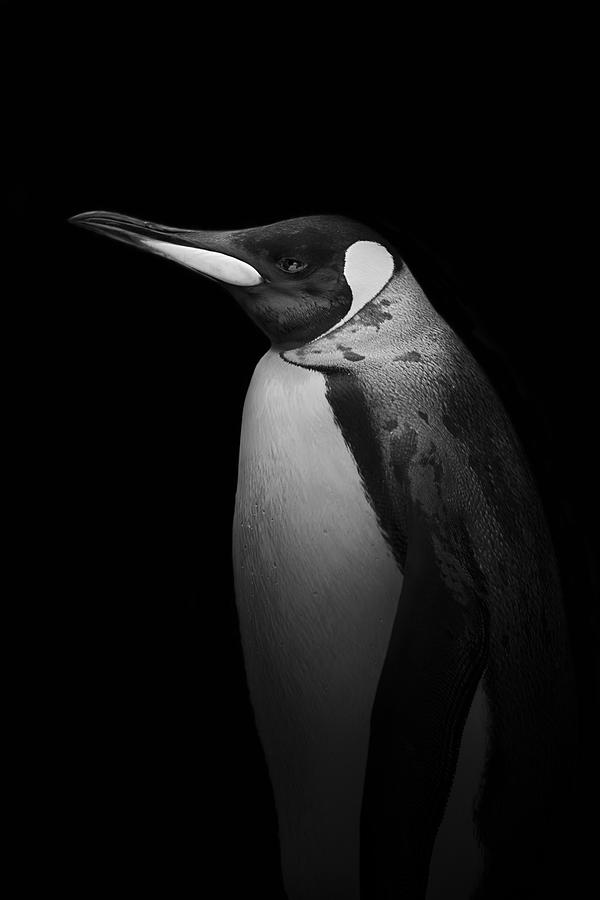 Penguin Photograph - With Tears by Alex Zhao