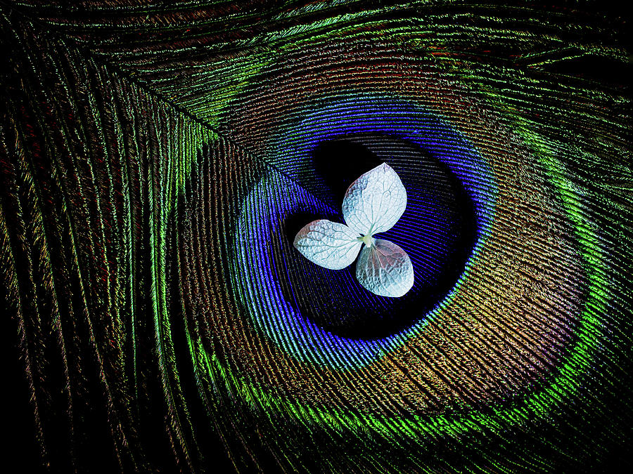 Withe Flower on a Peacock Feather Photograph by Luis Vasconcelos