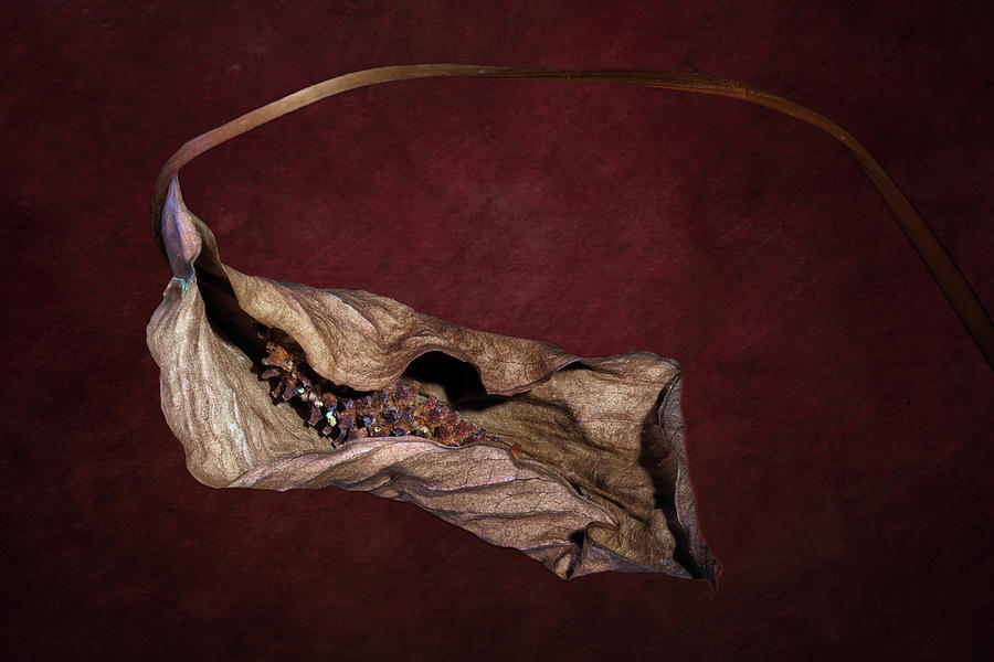 Lily Photograph - Withered Beauty by Tom Mc Nemar