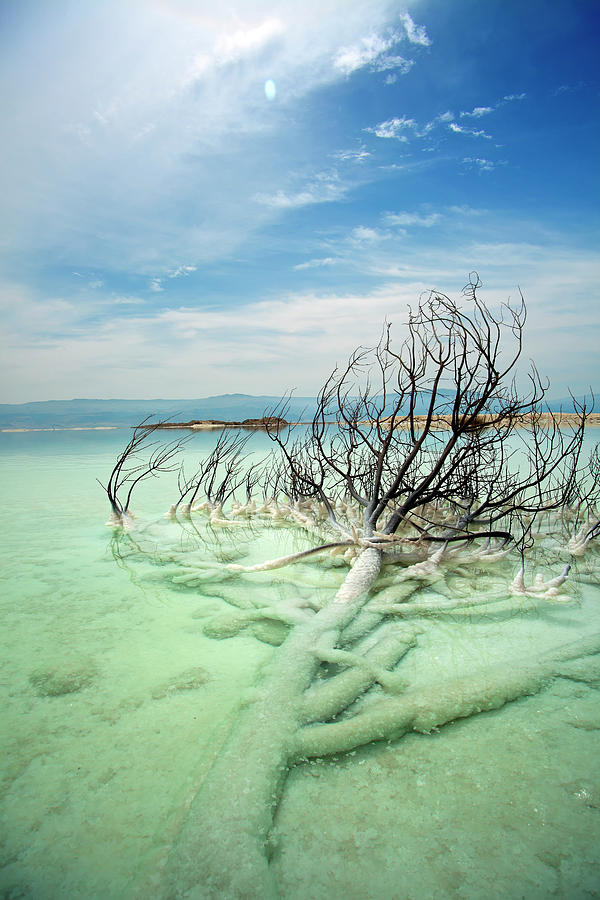 Withered Bush In Dead Sea Photograph by Eldadcarin
