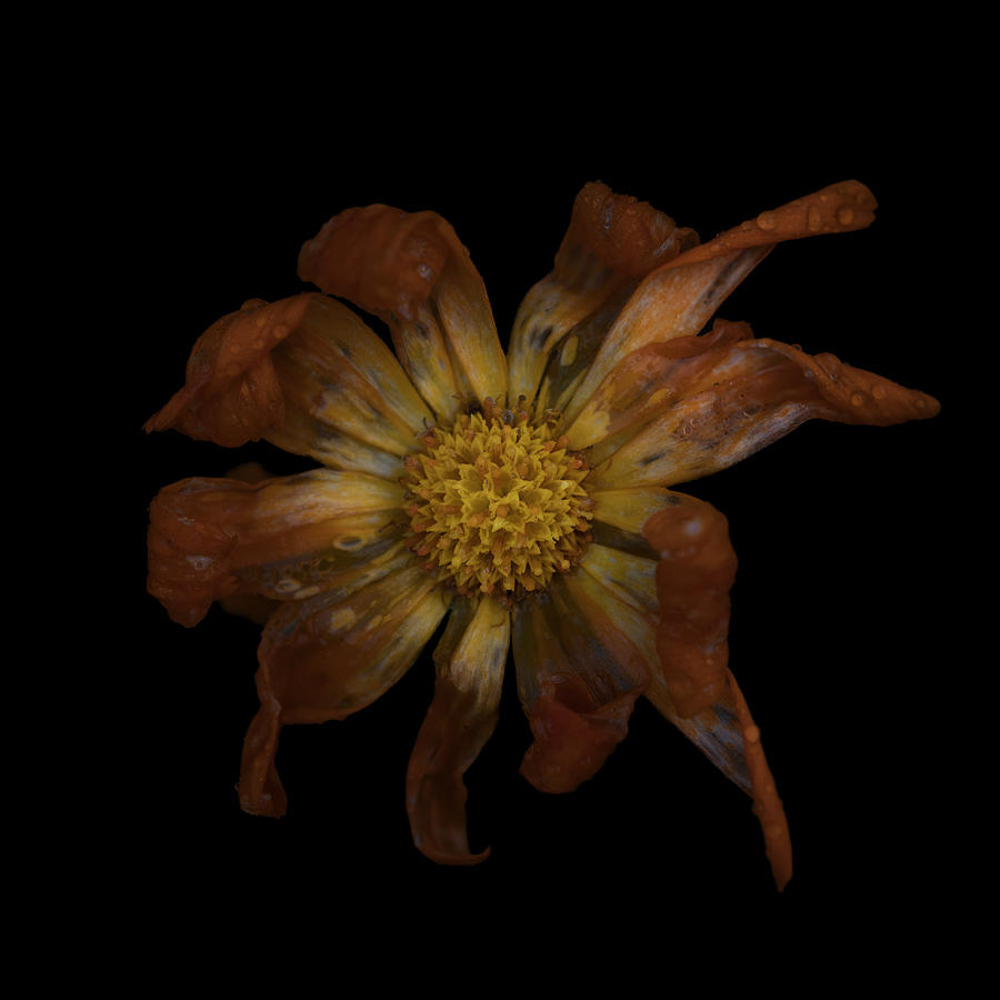 Still Life Photograph - Withered Calendula by Lotte Grnkjr