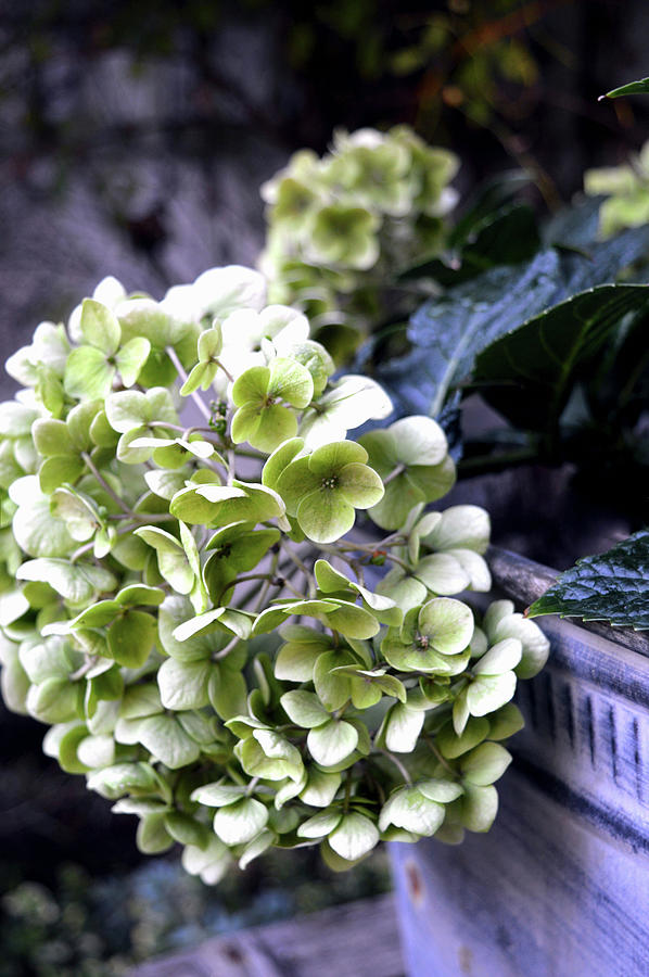 Withered Hydrangea Flower Photograph by Christin By Hof 9