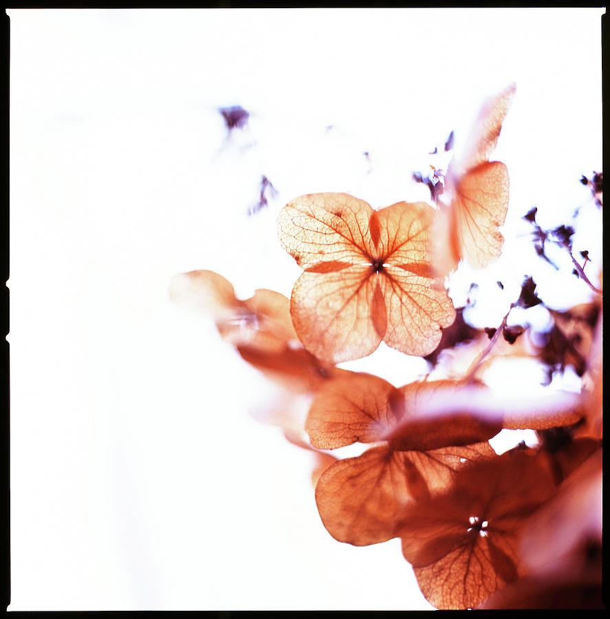 Withered Petals Photograph by Moaan