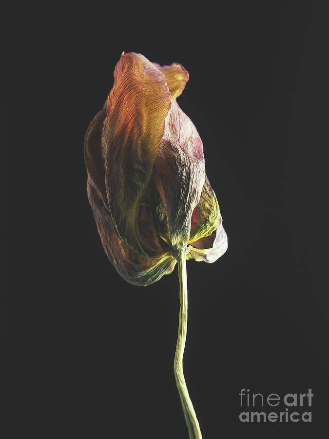 Withered purple tulip Photograph by Andreas Berheide
