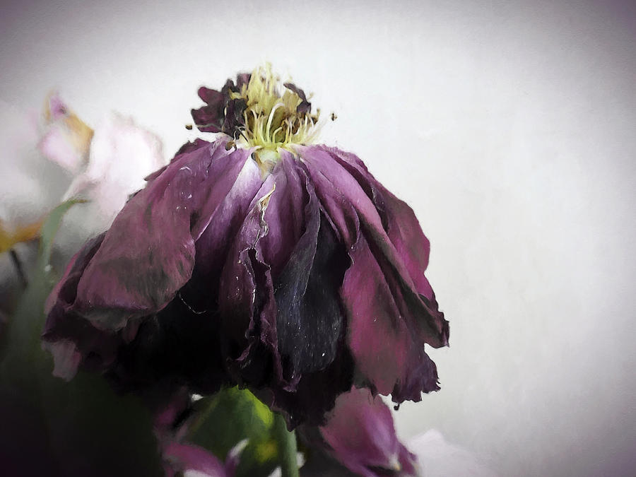 Withered Rose Photograph by DonaRose